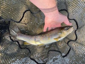 Brown Trout