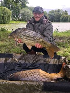 Common Carp