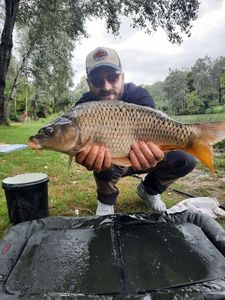 Common Carp
