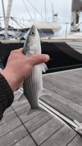 Thicklip Grey Mullet