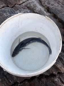 European Bass (Seabass)