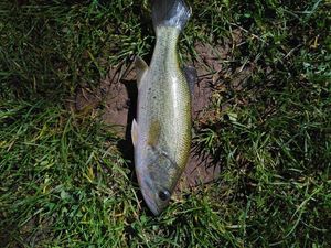 Largemouth Bass