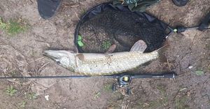 Northern Pike