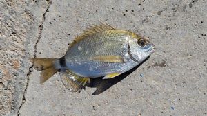 White Seabream