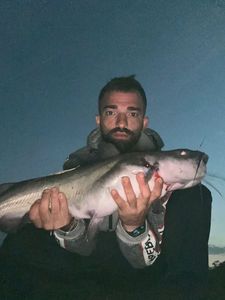 Black Bullhead