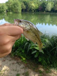 Largemouth Bass