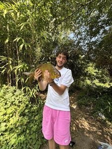 Common Bream