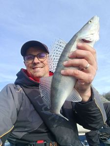 Zander