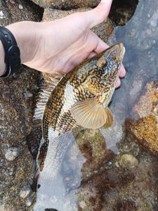 Ballan Wrasse