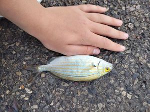 Salema