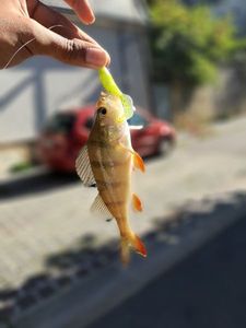 European Perch