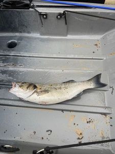 European Bass (Seabass)