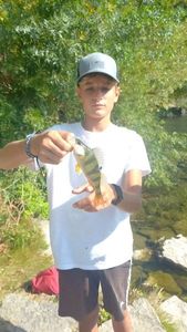 European Perch