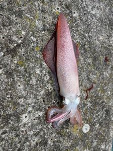 European Squid