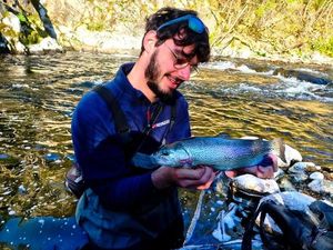 Rainbow Trout