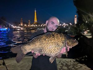 Common Carp