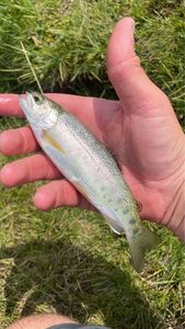 Rainbow Trout
