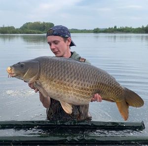 Common Carp