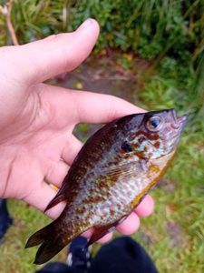 Green Sunfish