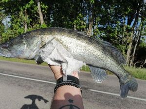 Zander
