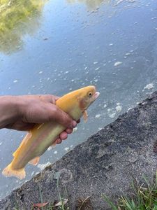 Golden Trout