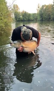 Grass Carp