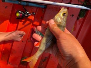 European Perch