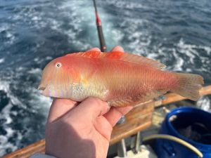 Pearly Razorfish