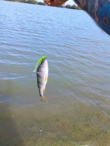 European Perch