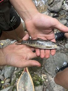 Brown Trout
