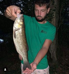 Chub