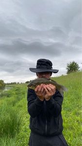 Crucian Carp