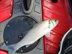 European Bass (Seabass)