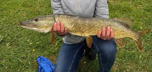Brochet