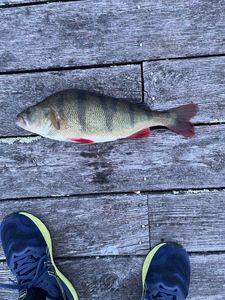 European Perch