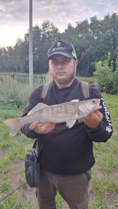 Zander