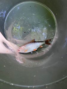 Roach