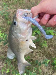 Largemouth Bass