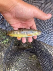 Brown Trout