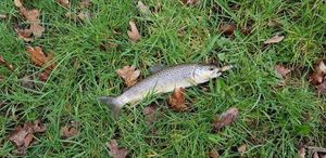 Brown Trout
