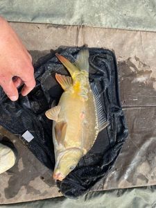 Mirror Carp