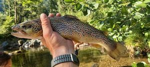Brown Trout