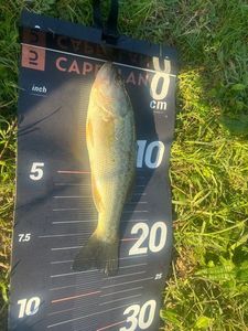 Largemouth Bass