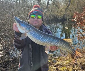 Northern Pike