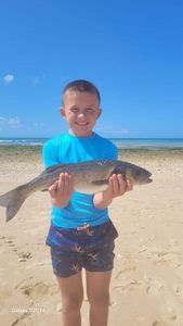European Bass (Seabass)