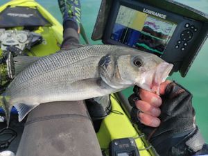 European Bass (Seabass)