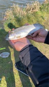 Rainbow Trout