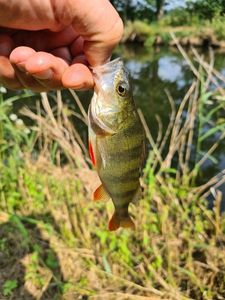 European Perch