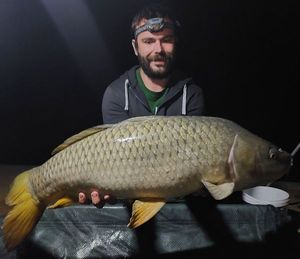 Common Carp