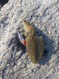 Common Cuttlefish